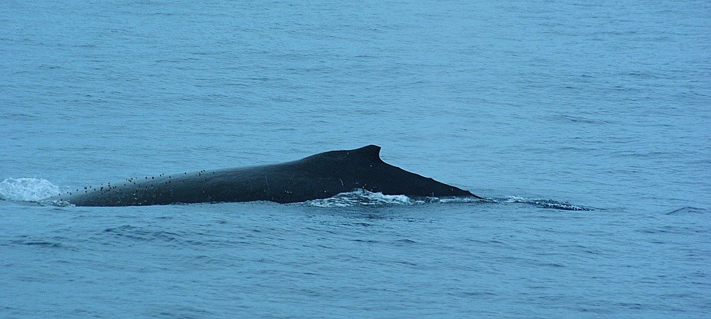 Humpback Whale Watching on the Gold Coast of Queensland Australia