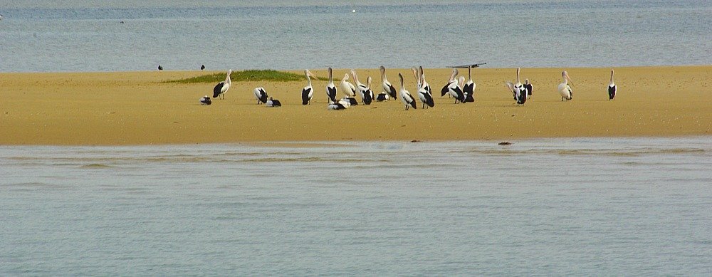 We saw Pelicans from our what watching boat on the Gold Coast