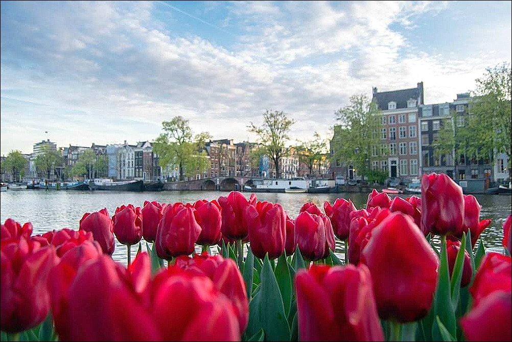 This photo of tulips in Amsterdam Netherlands accompanies a story about eating cheap indonesian food in Amsterdam