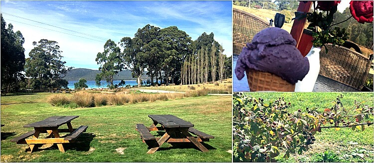 Blueberry Icecream cone a red rose and view from Bruny Island Berry Farm of picnic tables with an ocean backdrop