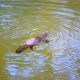 Platypus floating on top of the water Broken River Eungela Mackay