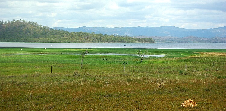 Greenery and Birds at the Mareeba Wetlands