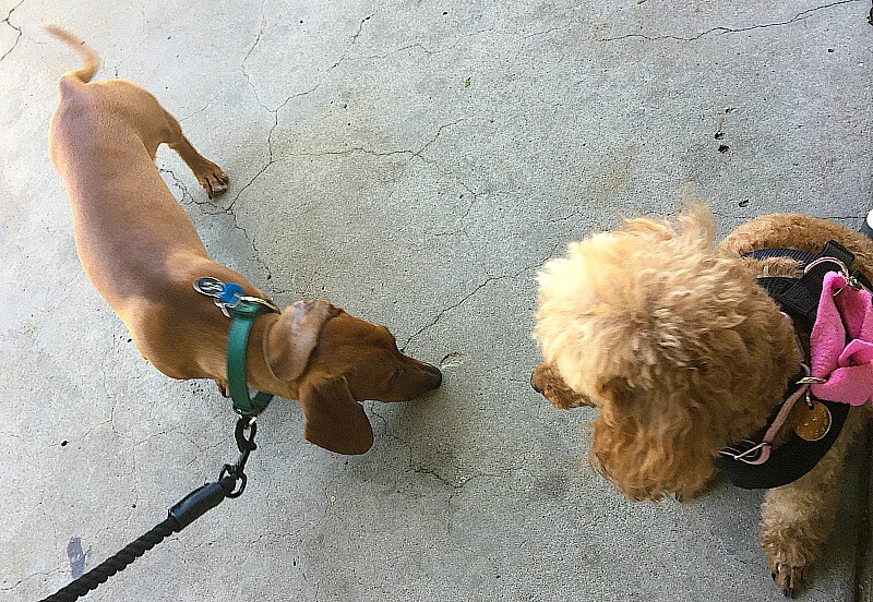 Poodle and Dachshund meet at Urban Garden Coffee Shop