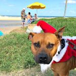 Dog Friendly Accommodation Sunshine Coast Christmas 2021
