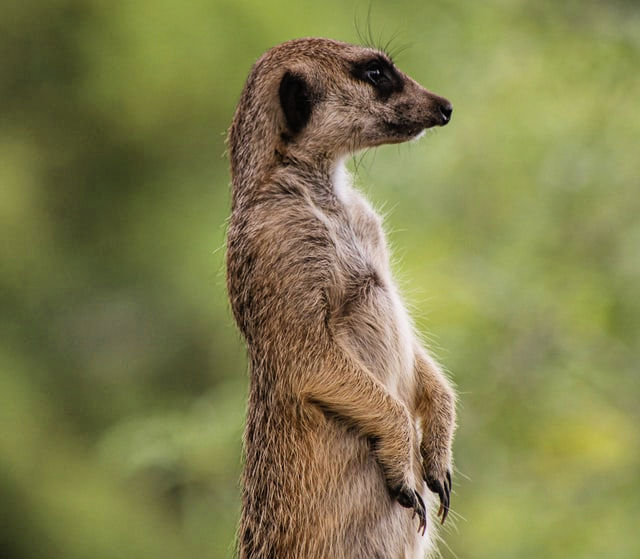 Sideview of an upright Meerkat at Australia Zoo 