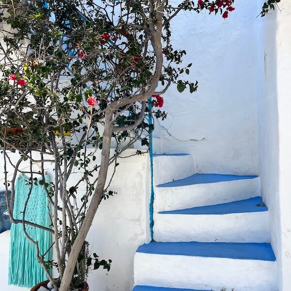 Blue and White Steps with flowering plant